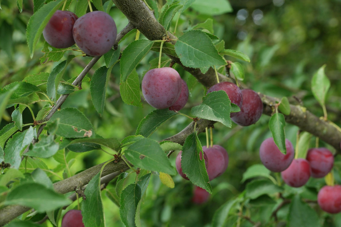 Prunus cerasifera - Kerspruimhaag blote wortel