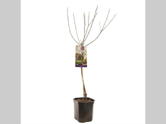 Een jonge, groene appelboom in een zwarte pot, ondersteund door een houten klimstructuur. Geschikt voor tuin of balkon, met zichtbare bladeren en een informatief etiket.