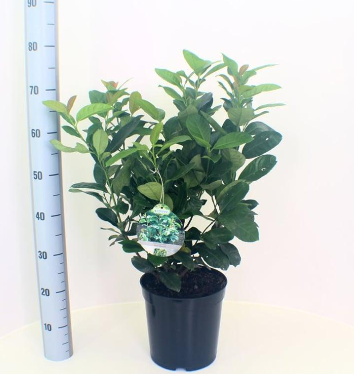 Prunus laurocerasus 'Etna' - Laurierkers