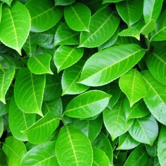 Prunus laur. Rotundifolia - Laurierhaag