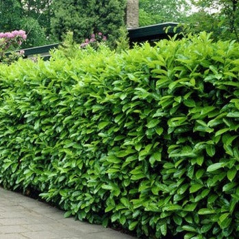 Groene bladeren van een struik met glanzende, ovale bladoppervlakken en duidelijke geelgroene nerven, geschikt voor tuin- en landschapsontwerp.