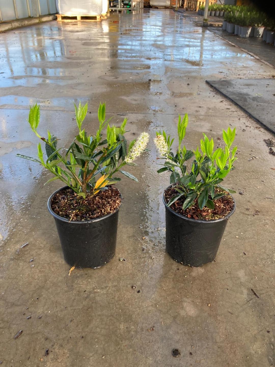 Prunus laurocerasus 'Otto Luyken' in pot - Laurier