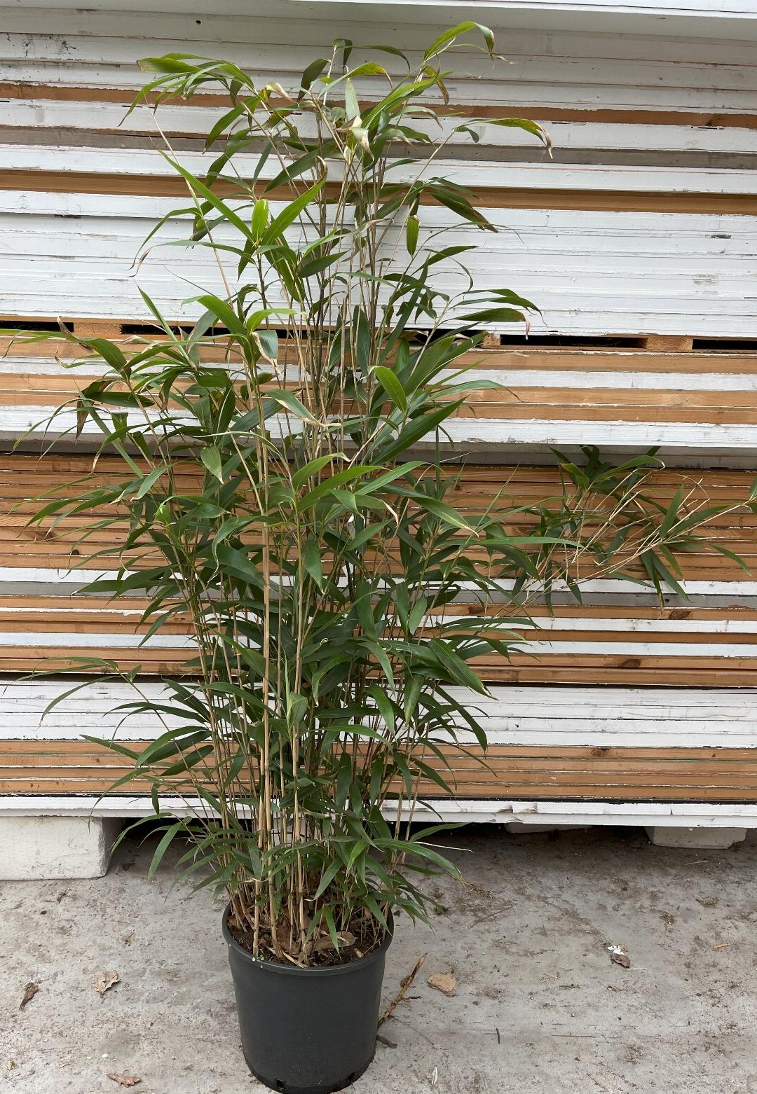 Pseudosasa japonica - Woekerende bamboe