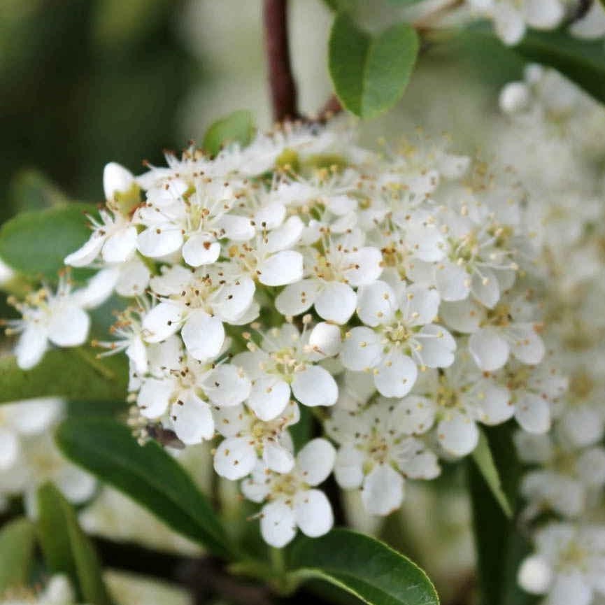 Pyracantha 'Orange Glow' - Vuurdoorn