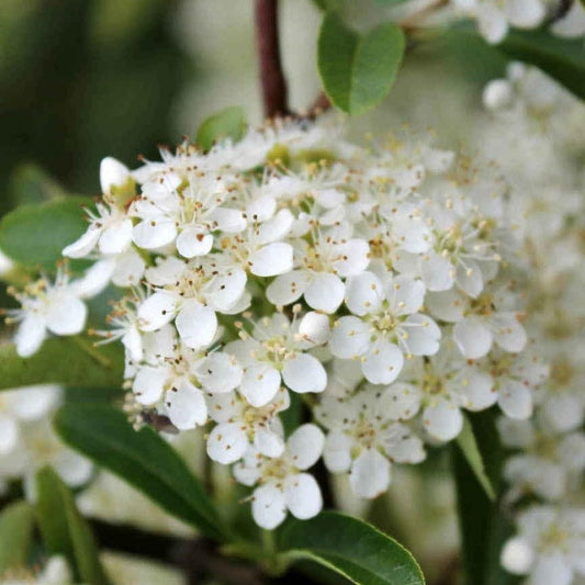 Pyracantha 'Orange Glow' - Vuurdoorn