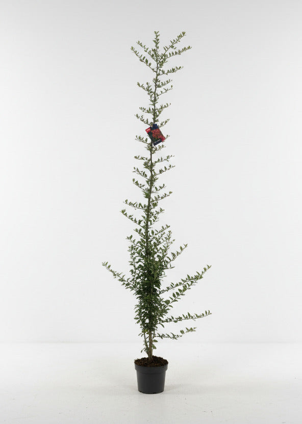 Pyracantha coccinea 'Red Column' - Vuurdoorn