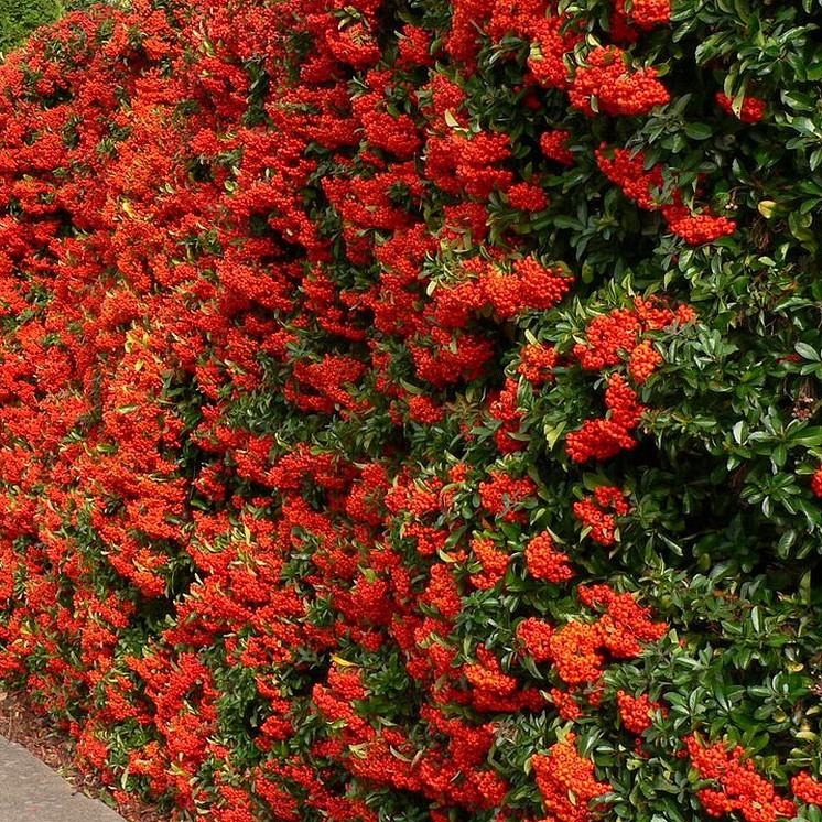 Pyracantha coccinea 'Red Column' - Vuurdoorn
