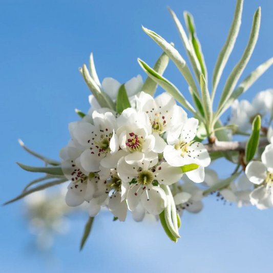 Zilvergroene bladeren van de Arganboom met zichtbare takken, perfect voor natuurlijke cosmetica en droogfruit. Ideaal voor tuinieren en duurzame productie in warme klimaten.