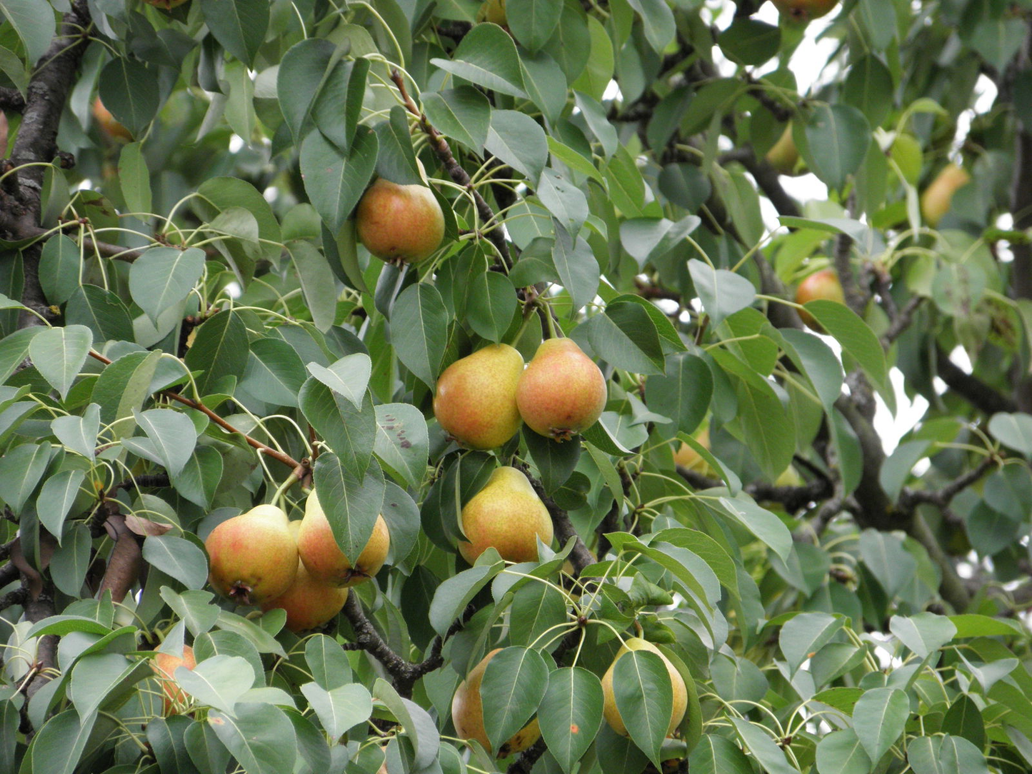 Pyrus communis - Perenboomhaag blote wortel