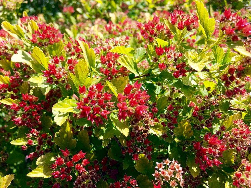Physocarpus opulifolius 'Raspberry Lemonade' - Blaasspiraea