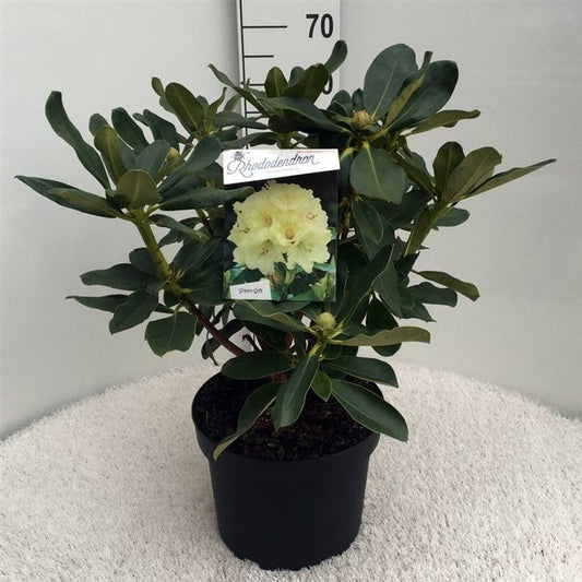 Rhododendron 'Horizon Monarch'