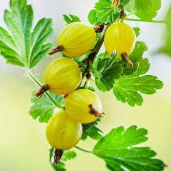 Ribes uva-crispa geel - Gele Kruisbes