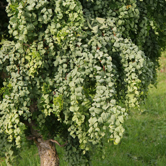 Groene, krullende bladeren van een decoratieve plant, zichtbaar in helder zonlicht met een zachte achtergrond. Perfect voor tuinversiering en binnenlandse decoratie.