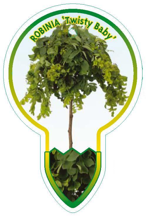 Robinia pseudoacacia 'Lace Lady' - Krulacacia op stam