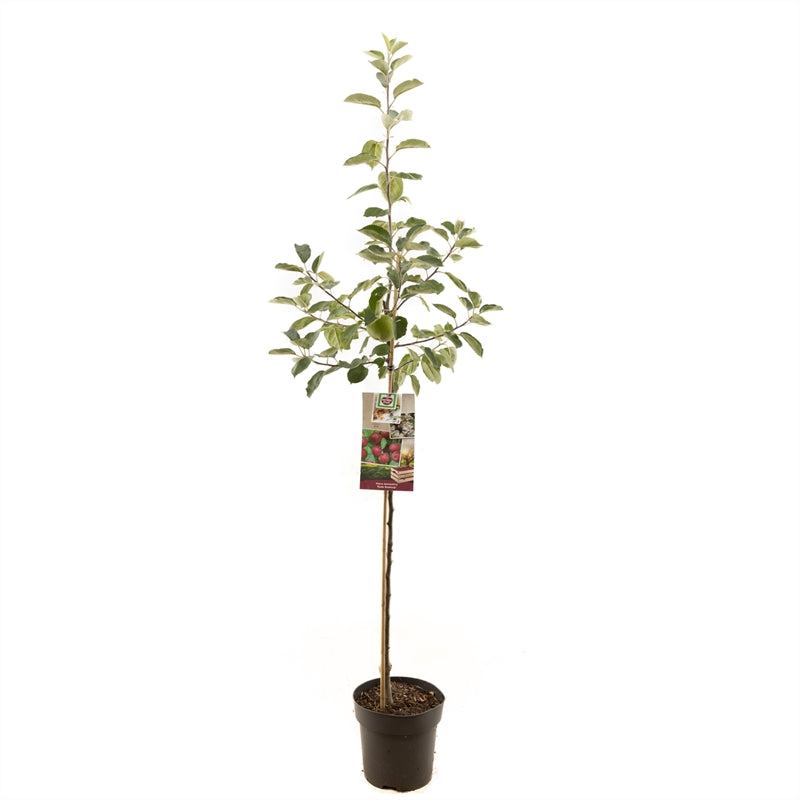 Malus domestica 'Rode Boskoop' - Rode appel - Halfstam