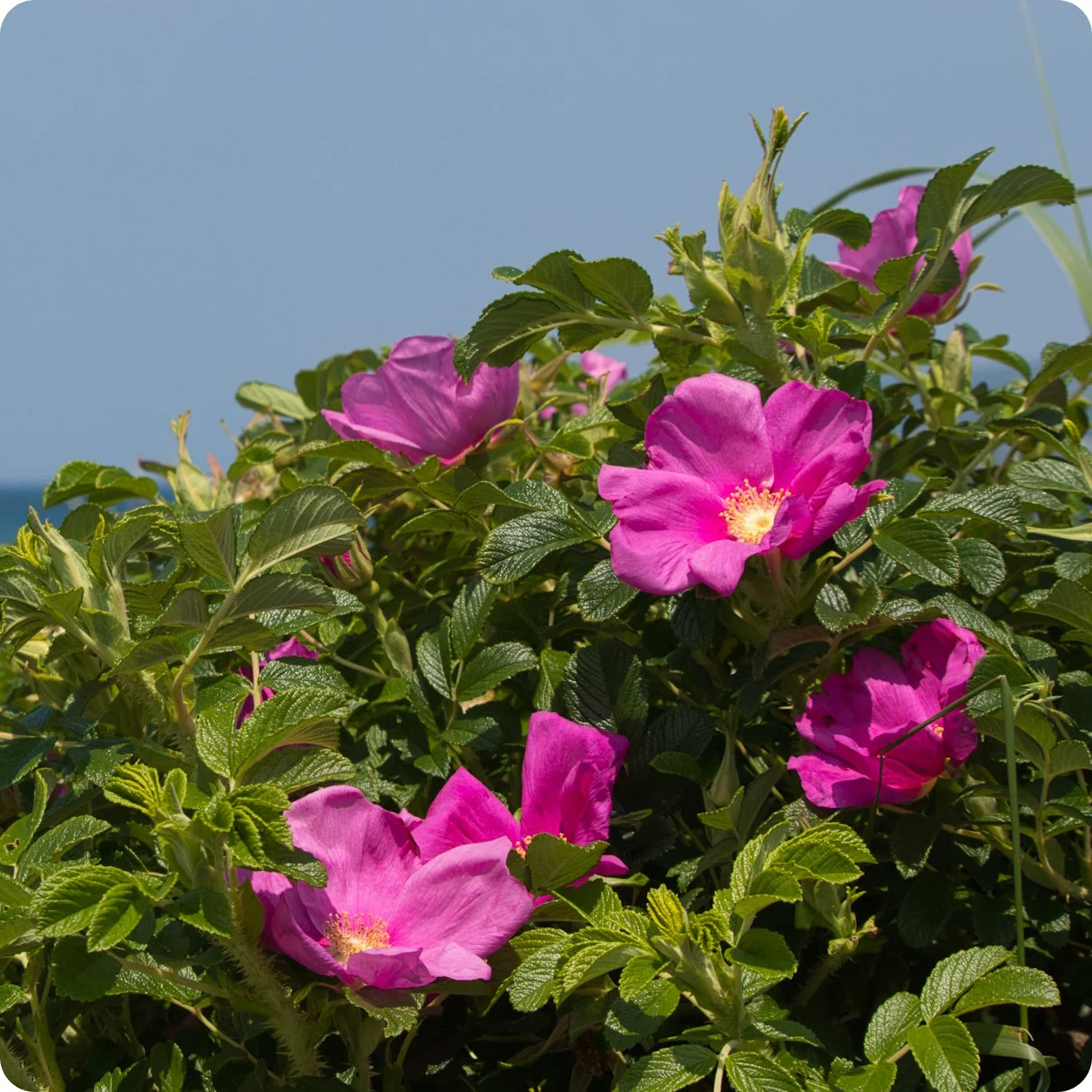 Rosa rugosa - Japanse bottelroos in pot