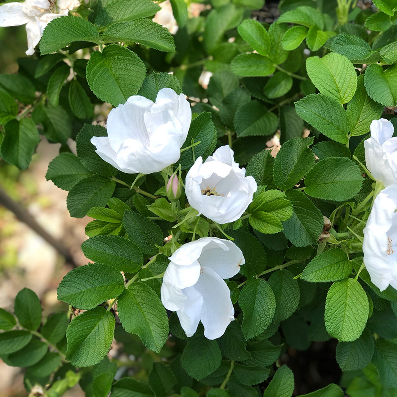 Rosa rugosa 'Alba' - Witte bottelroos in pot