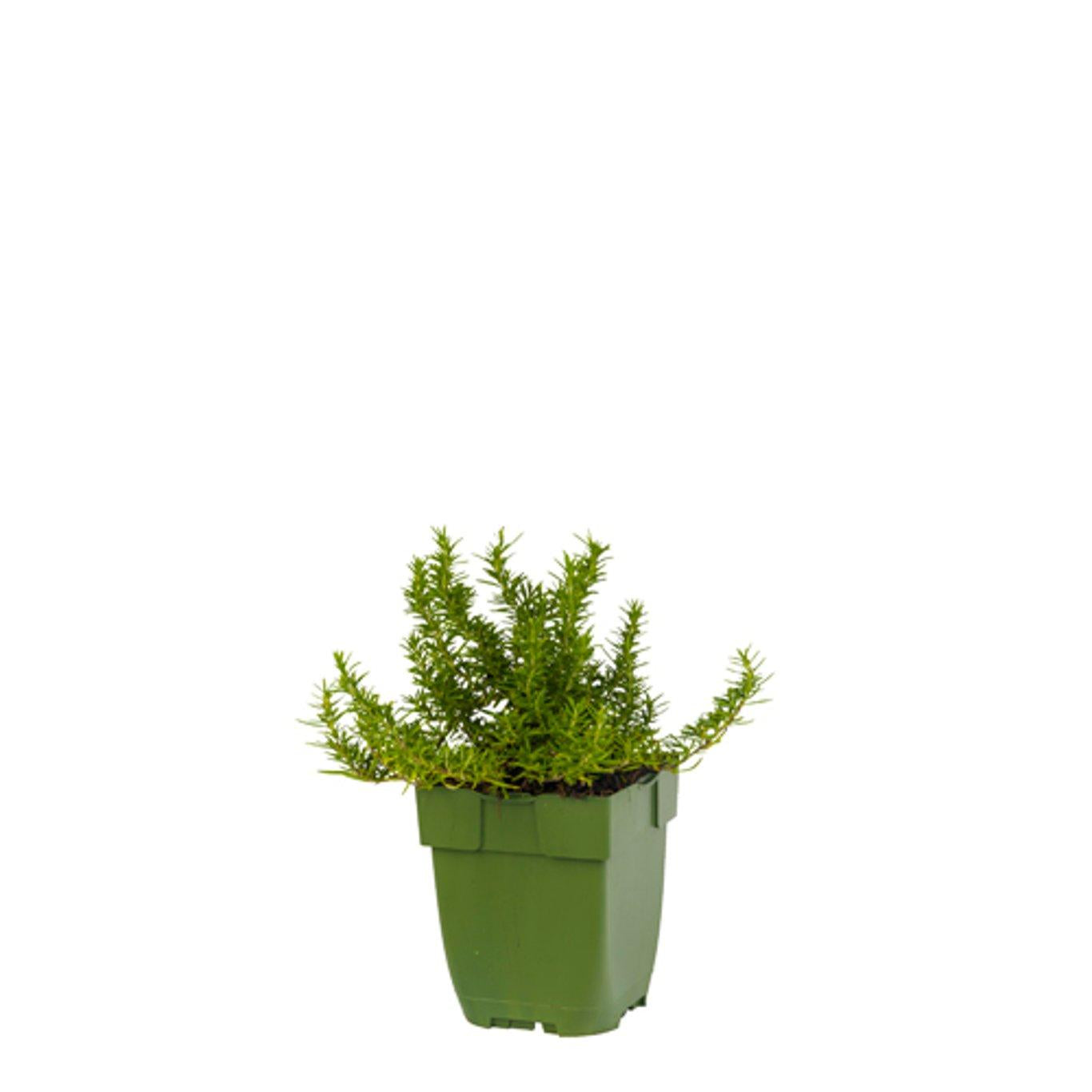 Rosmarinus officinalis 'Prostratus' - Kruiprozemarijn