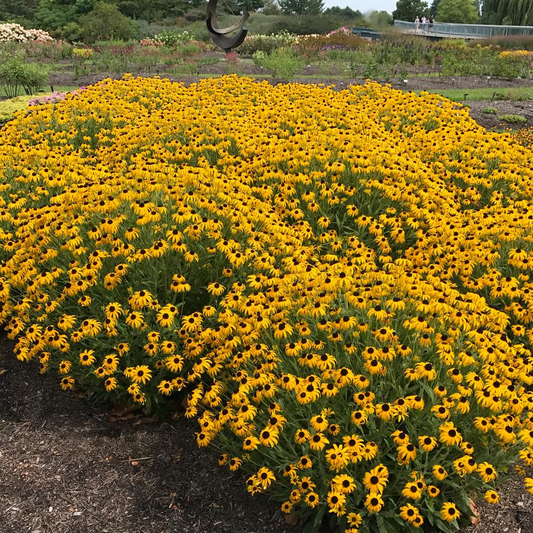 Vibrante gele Black-eyed Susan-bloemen met donkere centra, bloeiend in een groene tuin. Perfect voor tuinieren en decoratie van binnen- en buitenruimtes.