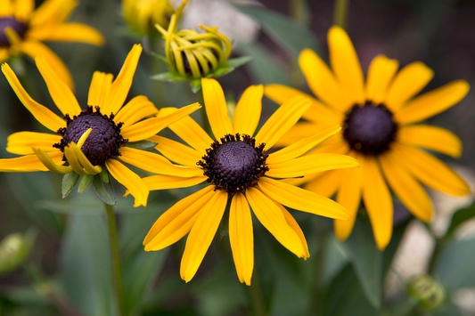 Rudbeckia fulgida 'Little Goldstar' - Zonnehoed