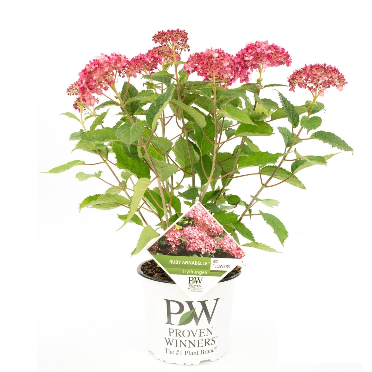 Hydrangea arborescens ‘Ruby Annabelle’ - Bolhortensia