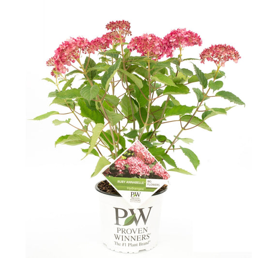 Hydrangea arborescens ‘Ruby Annabelle’ - Bolhortensia