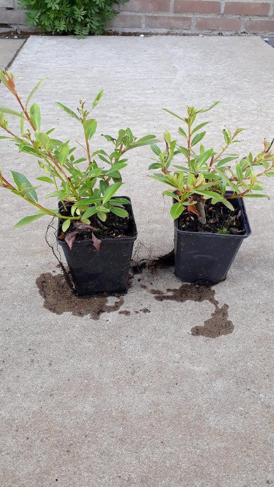 Salix gracilistyla 'Melanostachys' - Zwarte Katjeswilg (Pakket van 24)