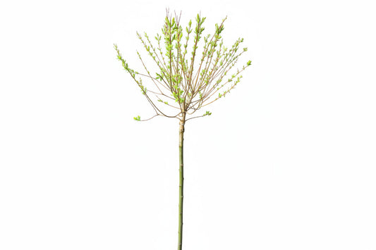 Vier Salix-bomen in zwarte potten, met groene bladeren en lichtroze bloesems, staan tegen een grijze bakstenen muur. Perfect voor tuinversiering of als decoratieve plant in een moderne buitenruimte.