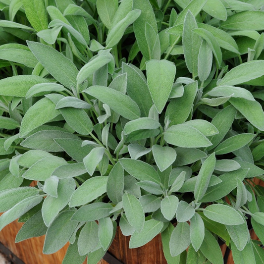 Salvia officinalis - Echte salie