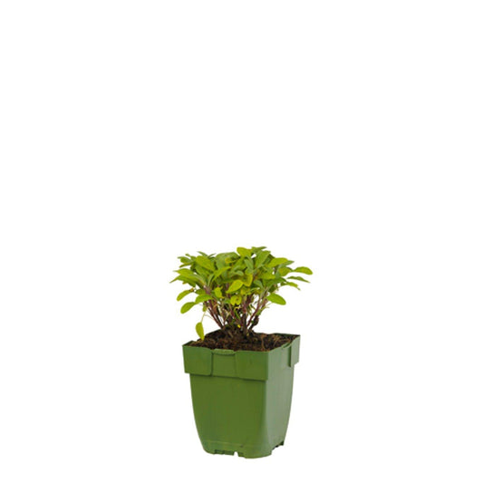 Violette saliebloemen in volle bloei, met fijne, gestreepte bloemtrossen tegen een zachte groene achtergrond. Perfect voor tuinversiering en natuurlijke decoratie.