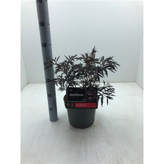 Sambucus nigra Black Lace - Zwarte Vlierbes