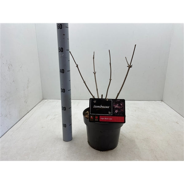 Sambucus nigra Black Lace - Zwarte Vlierbes