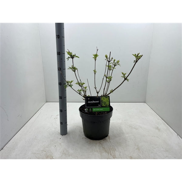 Sambucus nigra Gold Spark - Vlierbes