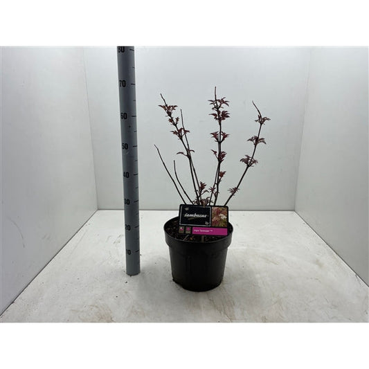 Sambucus nigra 'Serenade' - Vlierbes