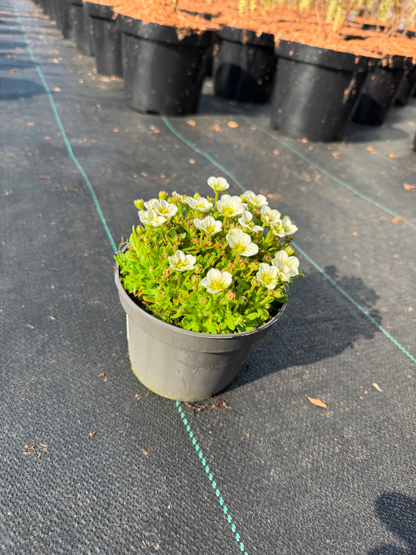 Saxifraga (A) Touran Large White - Steenbreek