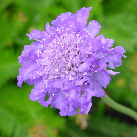 Scabiosa columbaria 'Butterfly Blue' - Duifkruid