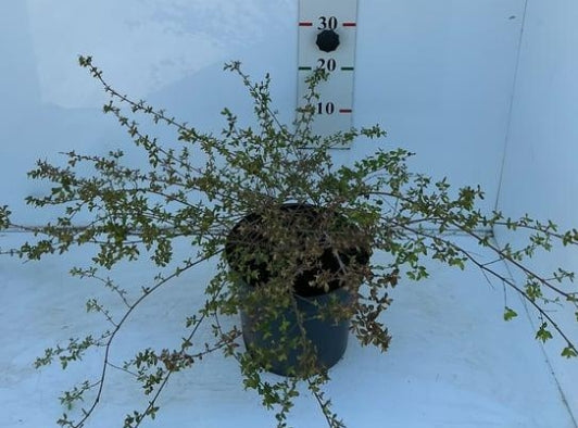 Symphoricarpos chenaultii 'Hancock' – Sneeuwbes in pot