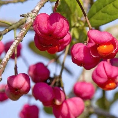 Euonymus europaeus – Wilde Kardinaalsmuts in pot