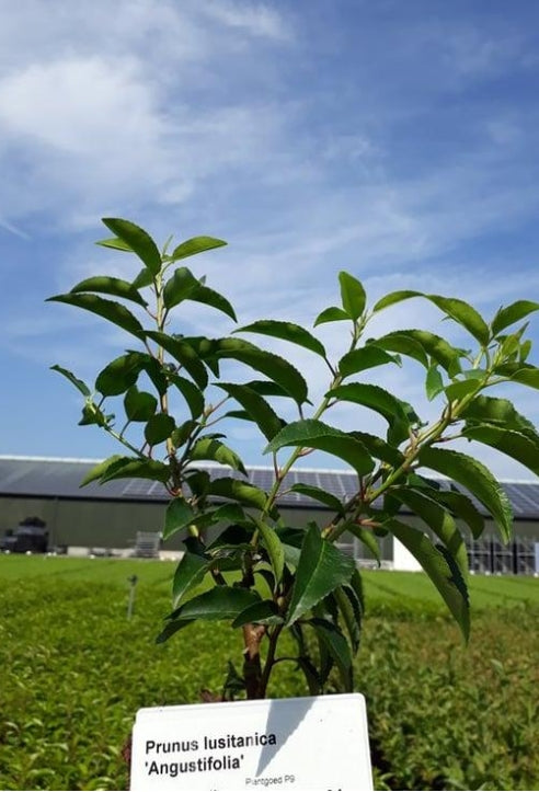 Prunus lusitanica 'Angustifolia' -Portugese Laurierhaag pakket 10 meter