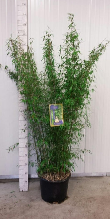 Fargesia 'Jiuzhaigou' – Niet woekerende bamboehaag pakket 10 meter