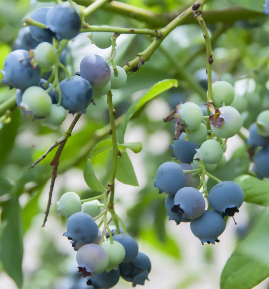 Vaccinium corymbosum 'Brigitta Blue' - Blauwe bessen struik