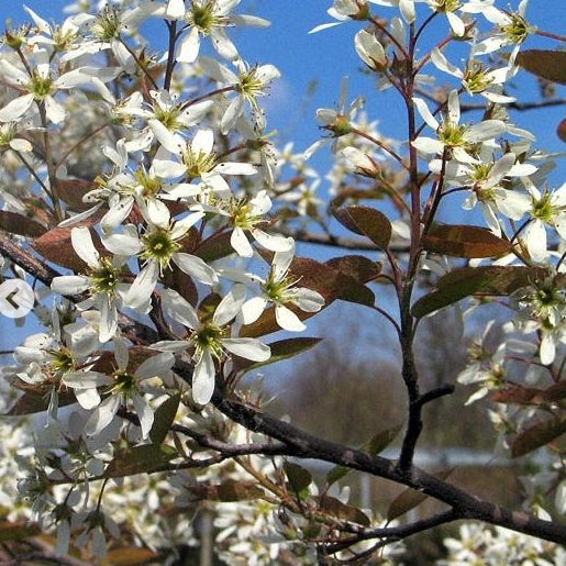 Amelanchier lamarckii op 130cm stam