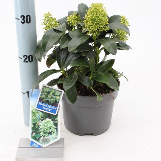 Skimmia japonica 'Finchy'