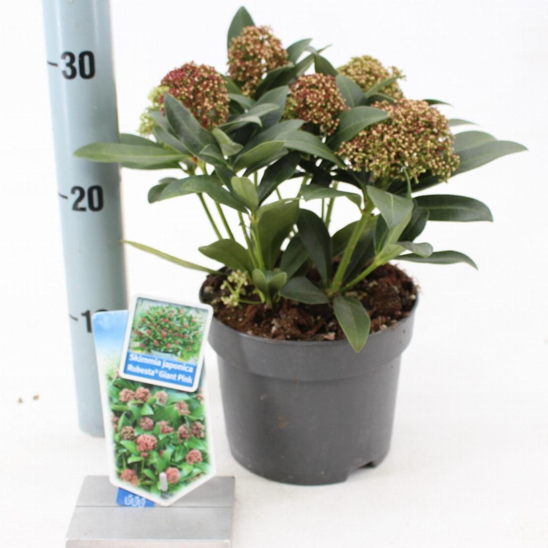 Skimmia japonica Rubesta Giant Pink