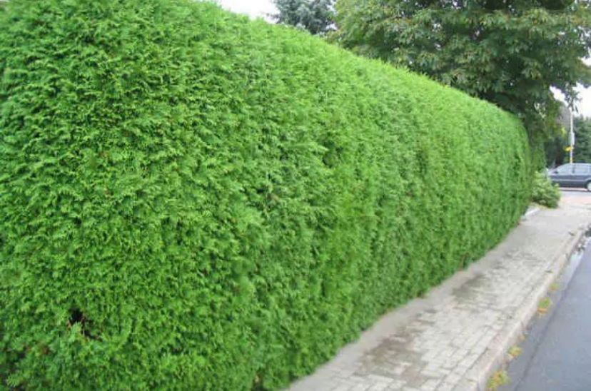 Tuinonderhoud van A tot Z: Aanplanten, Snoeien én Ontruimen