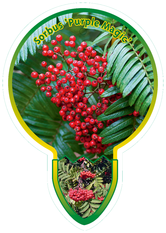 Sorbus 'Purple Magic' - Lijsterbes op stam
