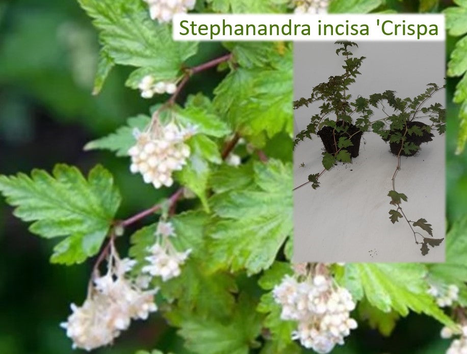 Stephanandra incisa 'Crispa' - Kransspirea (bodembedekker) - Pakket van 18 stuks