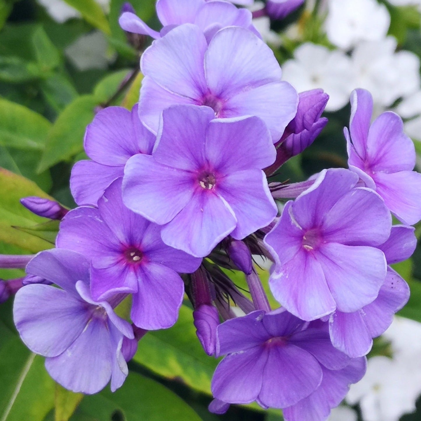 Phlox (P) Sweet Summer Ocean - Vlambloem