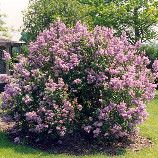 Syringa meyeri 'Palibin' - Dwergsering