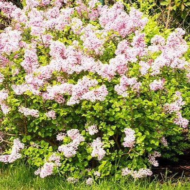 Syringa microphylla 'Superba' - Dwergsering
